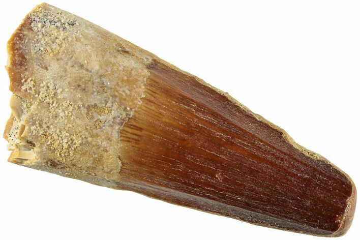Fossil Spinosaurus Tooth - Real Dinosaur Tooth #235108